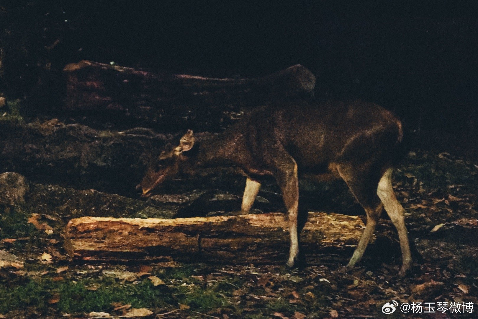 今期四不像图，探索神秘世界的夜晚魅力